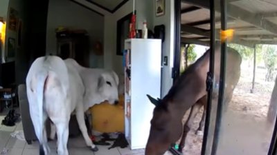  Pet dog lets bull and horse into living room in Australia—Watch