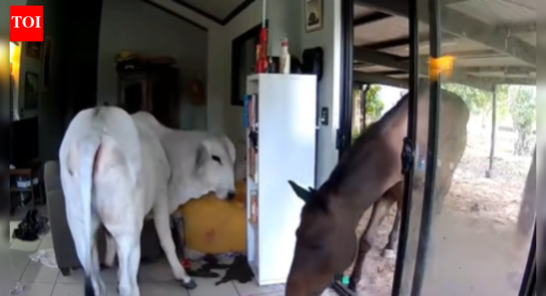 Open door paw-licy: Pet dog lets bull and horse into living room in Australia—Watch
