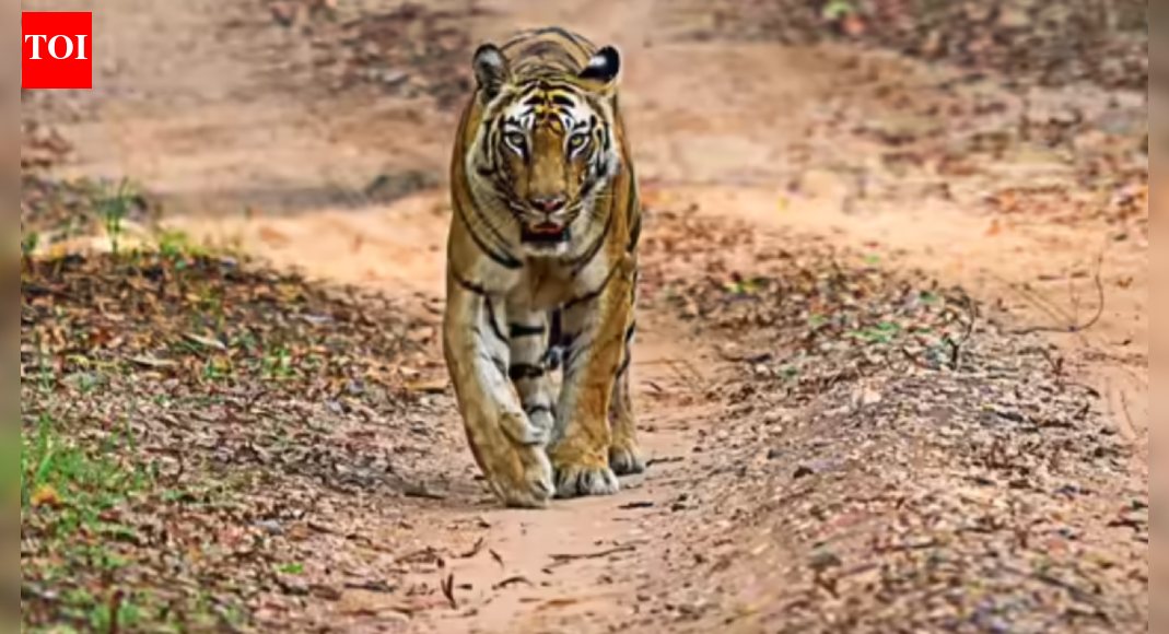 TN chief wildlife warden issues order to capture tiger that killed tribal woman in Nilgiris