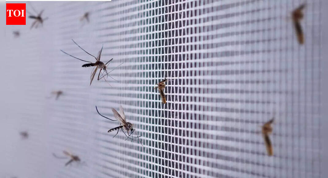 Brazil is using mosquitoes to fight dengue, zika, and chikungunya