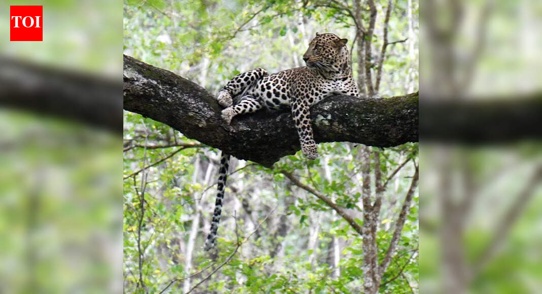 State proposes to set up leopard rehabilitation centre in Yelwala, Mysuru