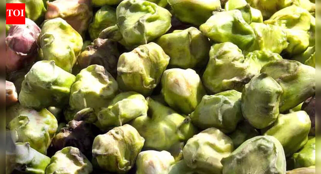 5 hidden benefits of eating water chestnut in winters: Benefits for immunity, digestion and heart