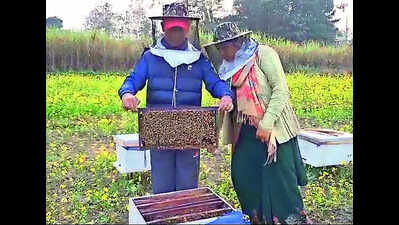 आदिवासी बहुल पश्चिमी चंपारण इलाके के 'हनी कपल' मधुमक्खी पालन से अच्छी कमाई करते हैं