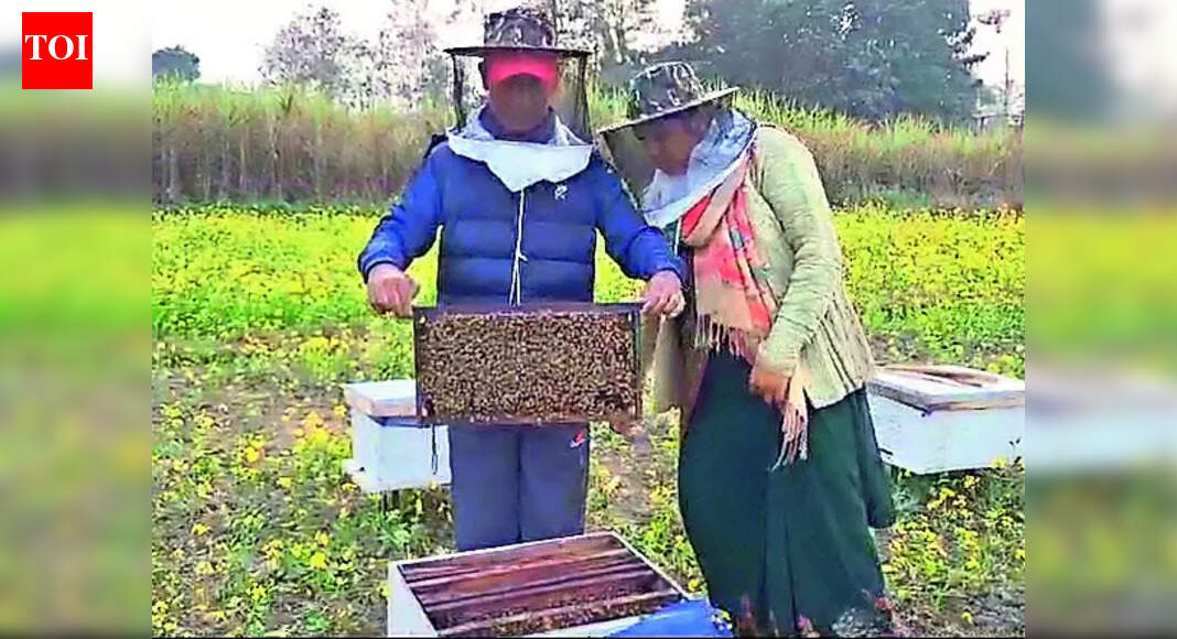 ‘Honey couple’ of tribal-dominated West Champaran area make decent earning through beekeeping