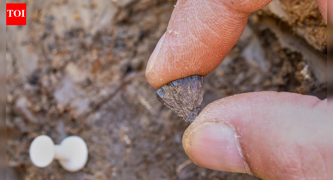 ‘Humans had fire 350,000 years earlier than previously thought’