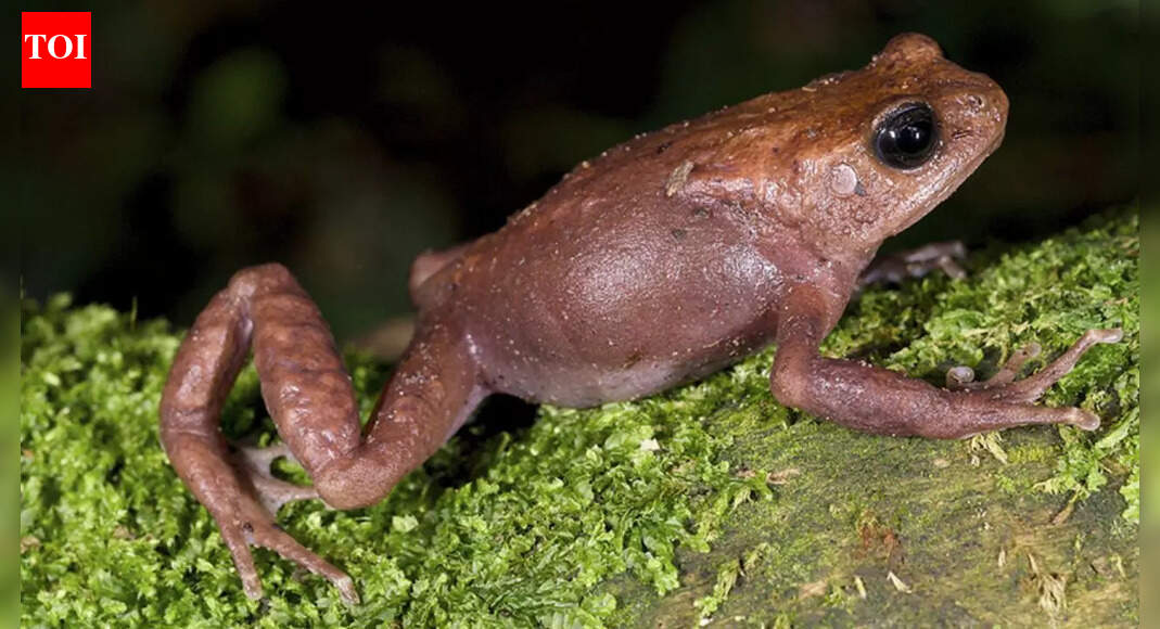 A frog that gives birth like a mammal! New research reveals a shocking twist