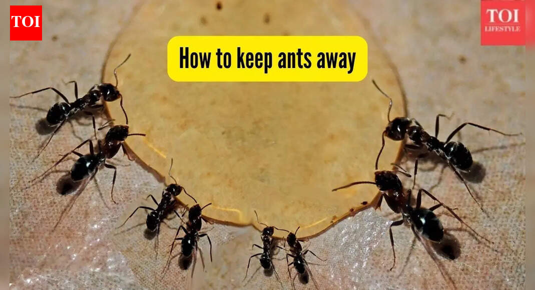 How to keep ants away from your home? 5 methods homemakers swear by