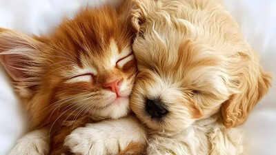 Pets dream just like humans, and the science behind it will surprise you