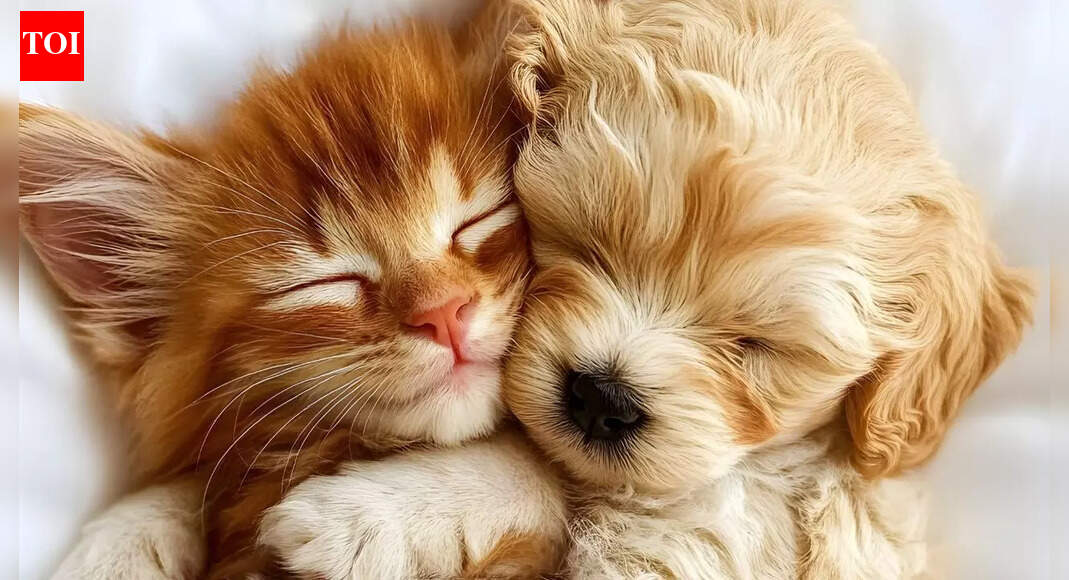 Pets dream just like humans, and the science behind it will surprise you