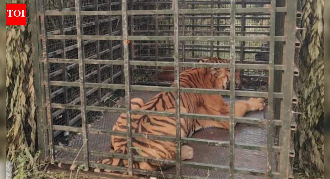 Tiger that killed woman captured in Nilgiris, to be translocated to rehabilitation centre at Vandalur zoo