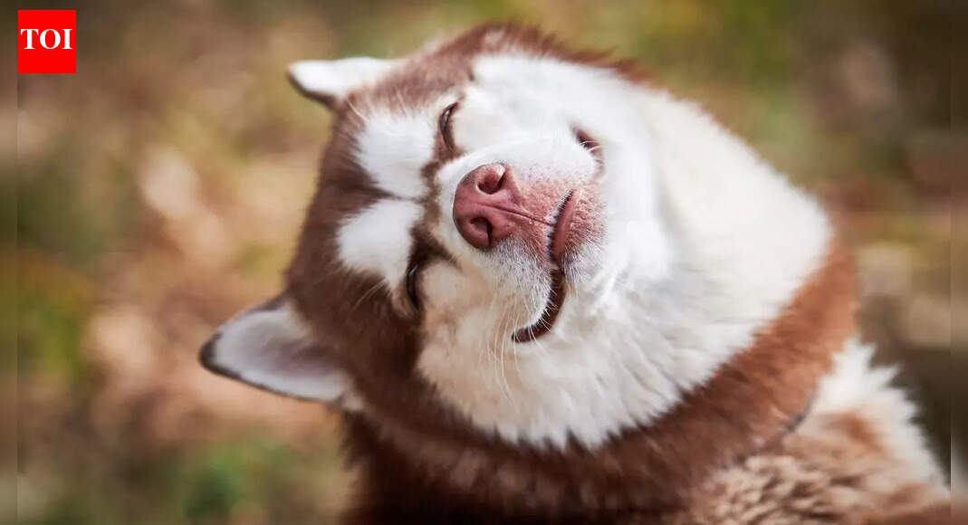 क्या कुत्ते हँसते हैं और कैसे पहचानें कि आपका कुत्ता वास्तव में खुश है |