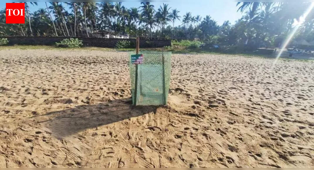 At Agonda, season’s 1st olive ridley comes 17 days earlier than last year