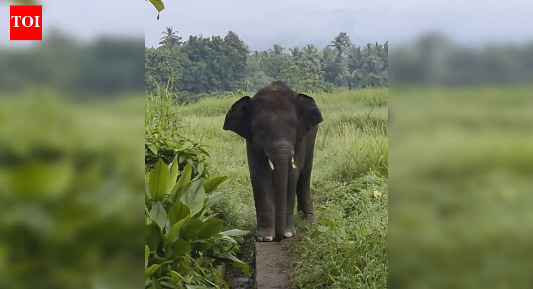 Omkar makes his way back to Maharashtra
