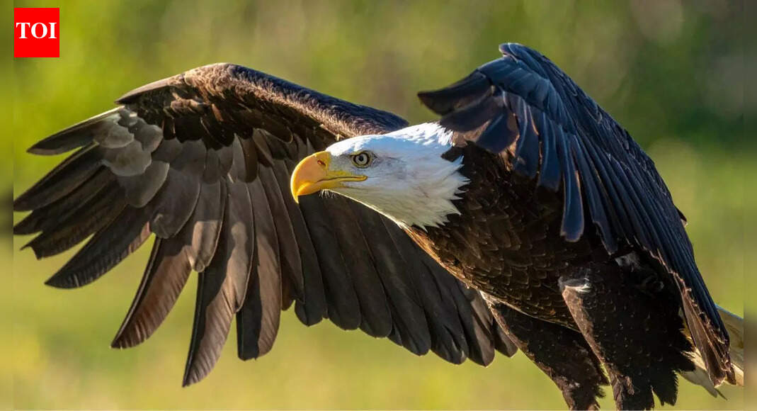 “We’ve never seen this before…”: Arizona’s bald eagles ditch traditional routes for something unexpected; scientists stunned