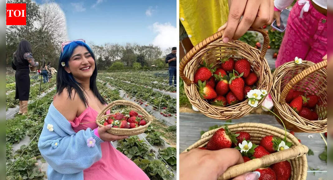 Holiday hues in NCR: Strawberry picking is NCR's winter escape