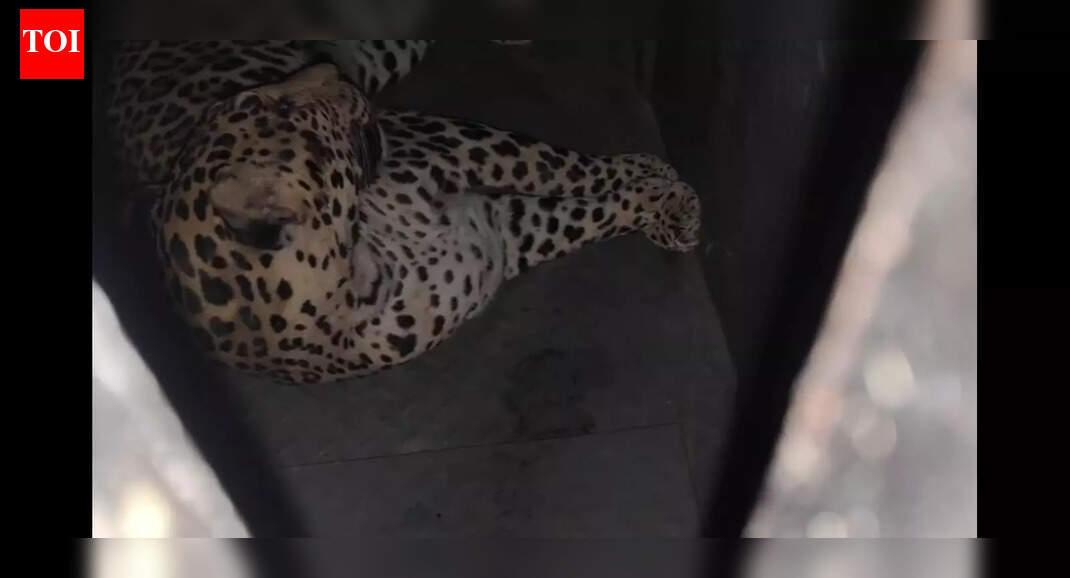 Months-long hunt ends: Leopard roaming Pune airport finally captured