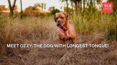 Meet Ozzy, the dog with the longest tongue!