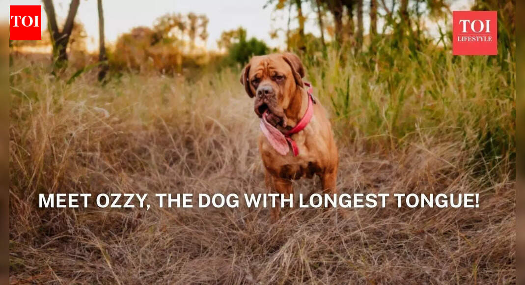 Meet Ozzy, the dog with the longest tongue!