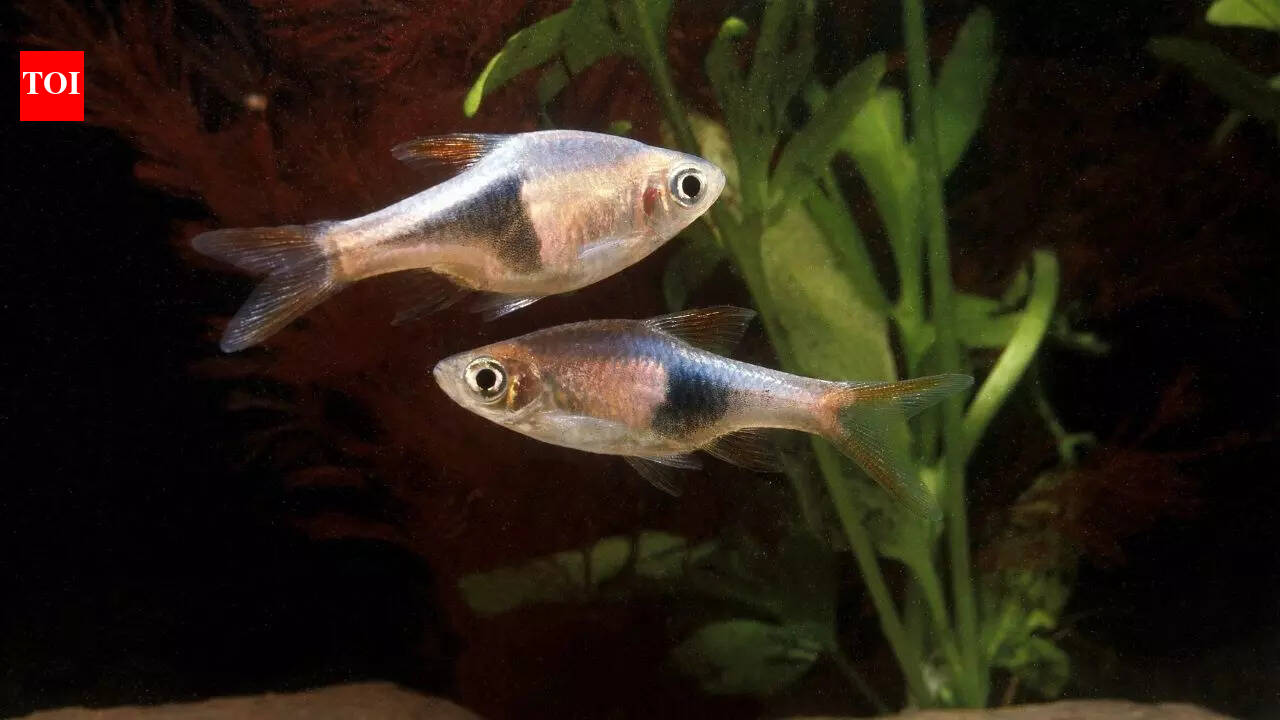 7 most beautiful fish that are stunning additions to home aquariums