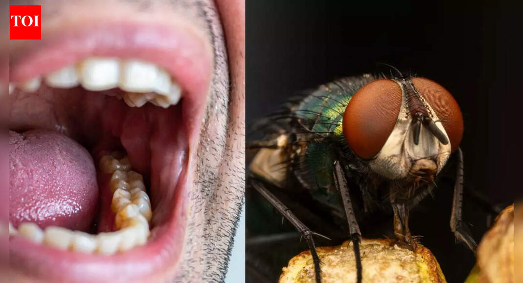 Mouth larvae: How a small fly triggers a dangerous infection; causes, symptoms and treatment explained