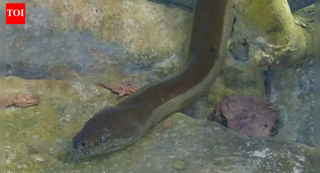 Papuan​‍​‌‍​‍‌​‍​‌‍​‍‌ Olive Python: Could this snake really change colour like a chameleon