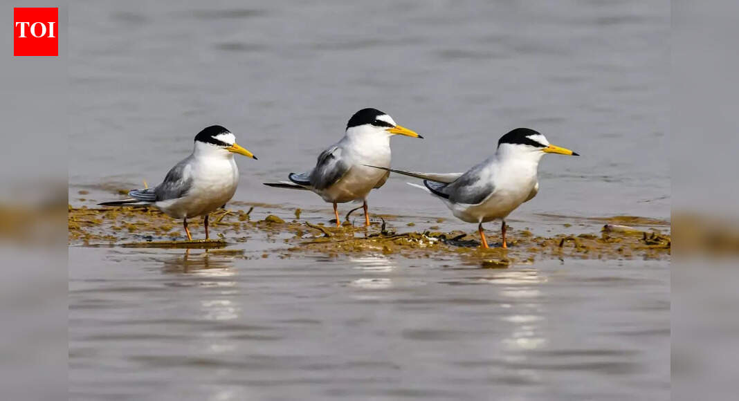Chhattisgarh gets its first Ramsar wetland site at Kopra reservoir in Bilaspur