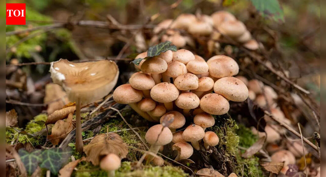 मार्शमैलो जड़ के लाभ: यह सुखदायक पारंपरिक जड़ी-बूटी क्या मदद कर सकती है |