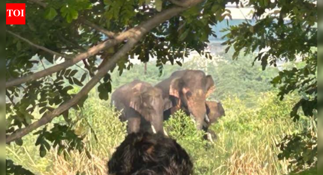 Efforts to drive back three elephants continue for second day near Coimbatore