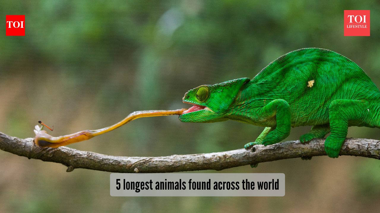 5 Longest Animals Found Across The World