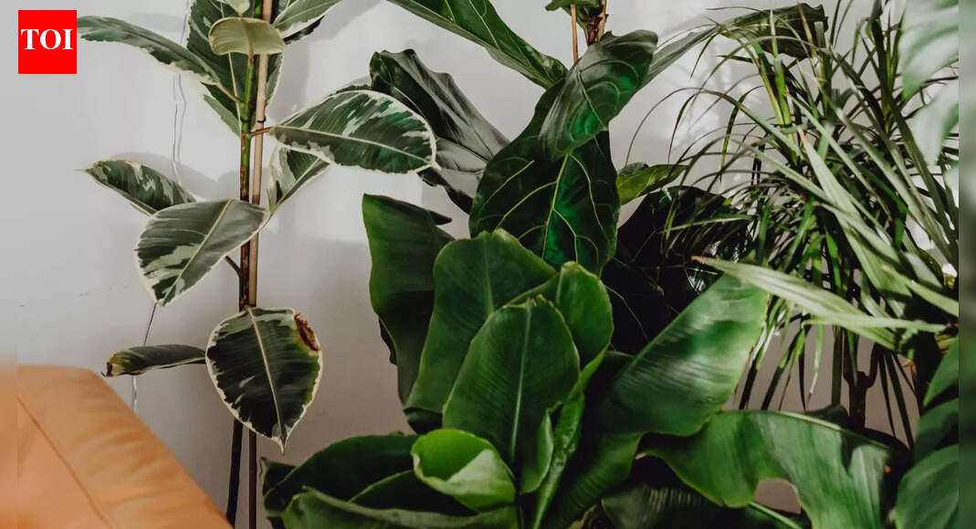 20 i‍​‌‍​‍‌​‍​‌‍​‍‌ndoor plants that bring wealth, positivity and good energy to your home