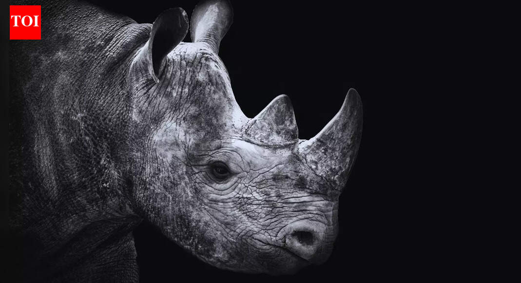 5 wild animals that are no longer found in Indian jungles