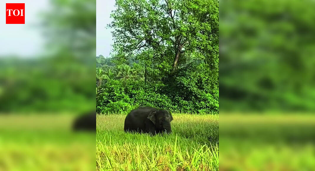 Omkar turns aggressive, kills bull at Kalne