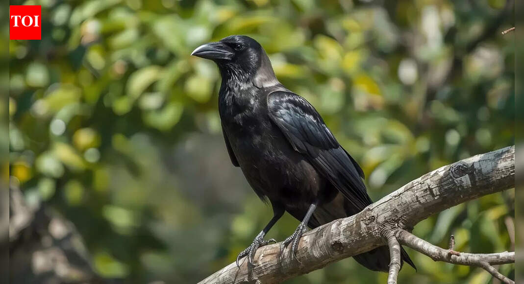 Why a crow who dislikes you will never forget you: The science of memory, revenge and social learning