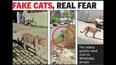 AI generated leopard videos cause panic in city