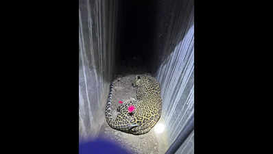 Wild success: Pune airport leopard captured safely after 7-hour, multi-agency operation