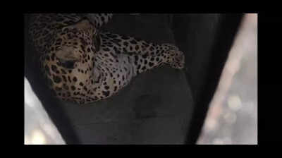 Wild success: Pune airport leopard captured safely after 7-hour, multi-agency operation