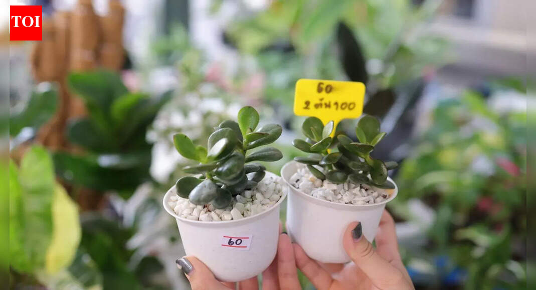 आपके घर को रंग और सकारात्मक ऊर्जा से रोशन करने के लिए जेड पौधों की 10 किस्में |