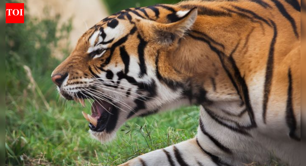 Wild animal attack deaths in Karnataka: 70% in Mysuru &amp; Malnad; Chamarajanagar highest with 40 deaths