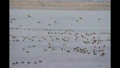Migratory birds flock to US Nagar as winter sets in, turning reservoirs into haven for birdwatchers