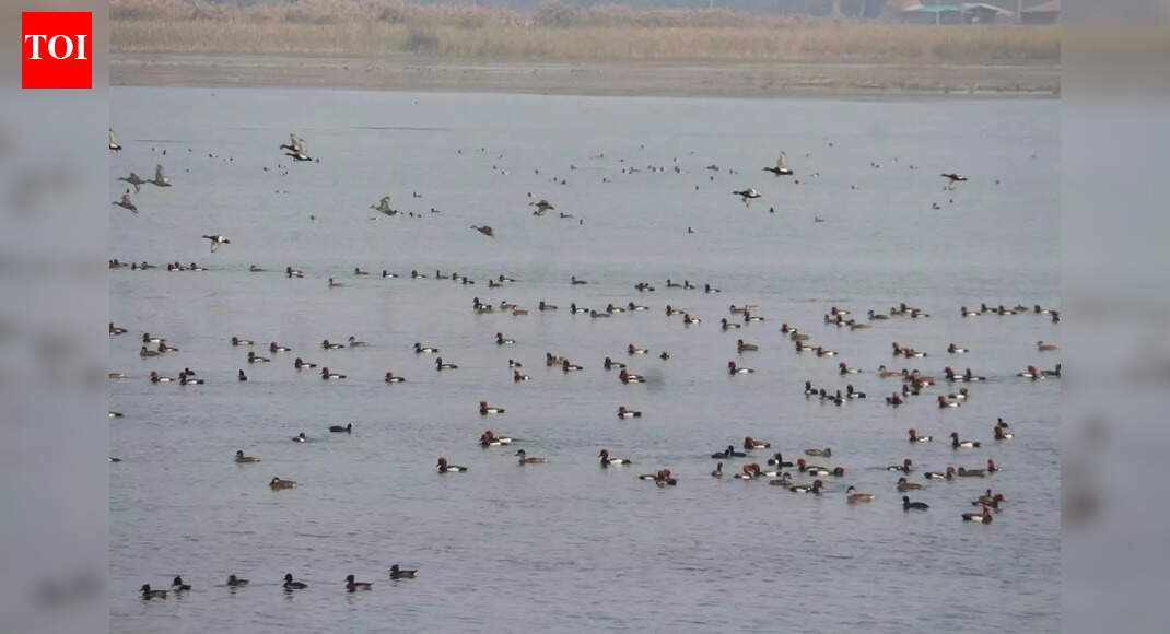 Migratory birds flock to US Nagar as winter sets in, turning reservoirs into haven for birdwatchers