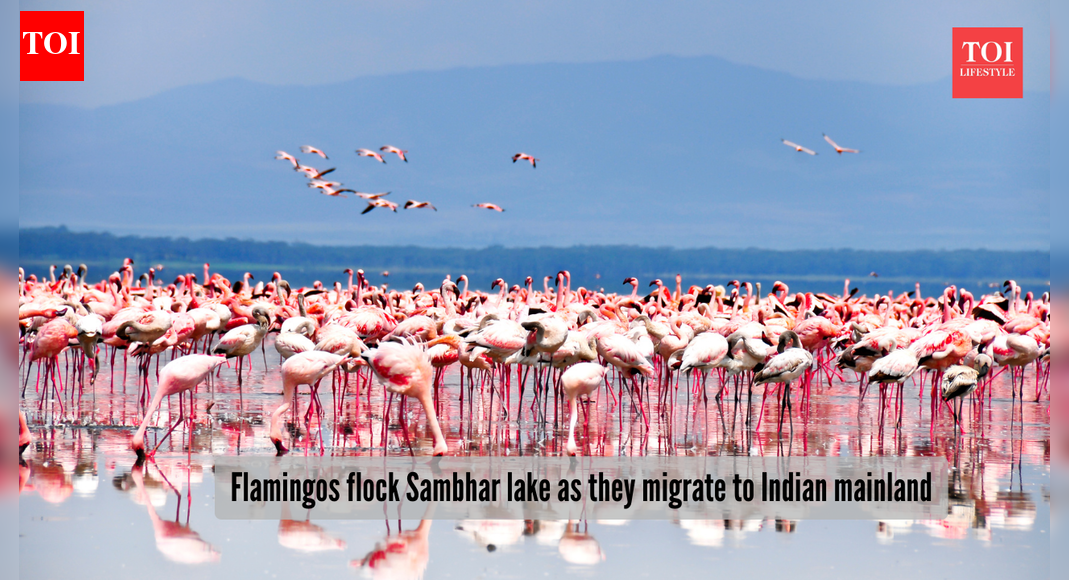 Sambhar lake bursts in shades of pink as Flamingos migrate to Indian mainland