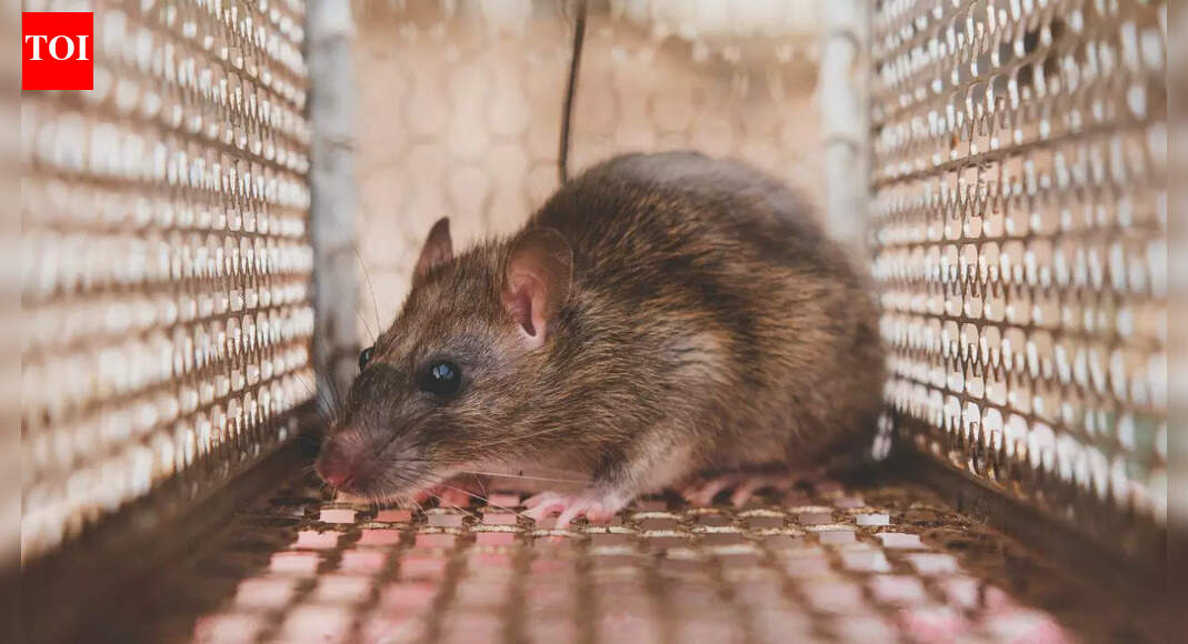 Say​‍​‌‍​‍‌​‍​‌‍​‍‌ goodbye to rat traps: 6 natural ways to keep rats out of your kitchen