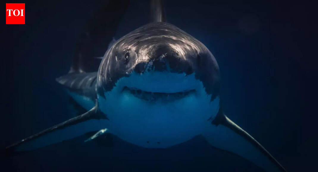 7 weirdest sharks in the world: Rare species with truly bizarre features