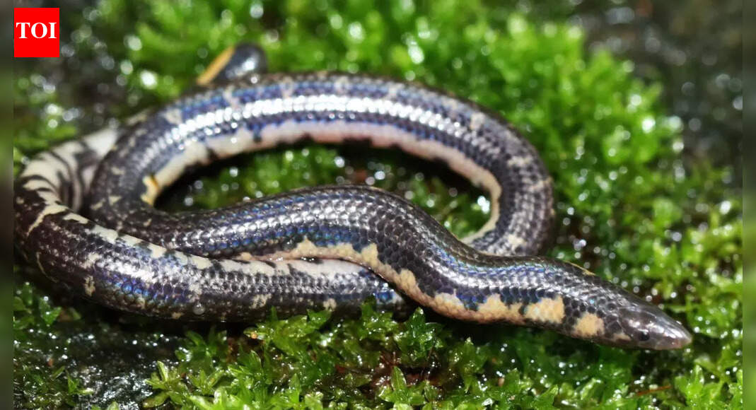 Rhinophis siruvaniensis: Rare shieldtail snake discovered in Kerala, non-venomous with striking features and unique characteristics
