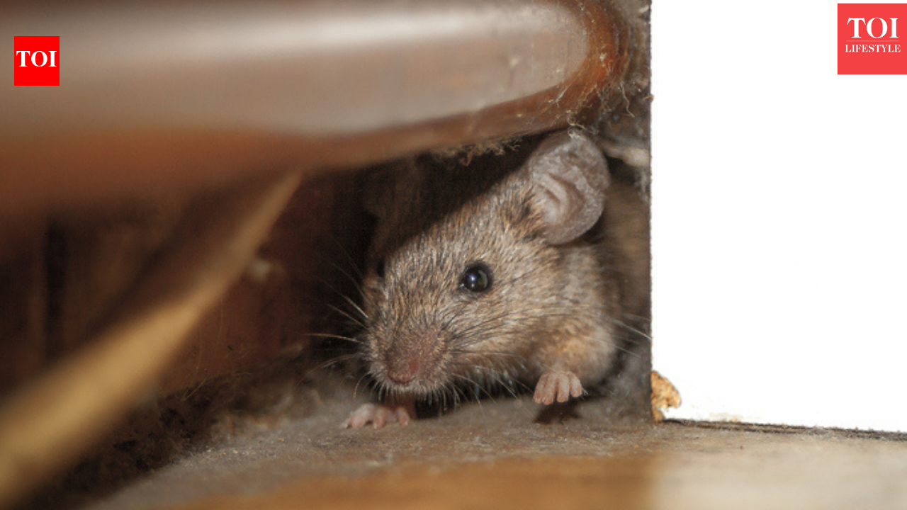 5 everyday habits that unknowingly attract rhodents, insects, lizards ...