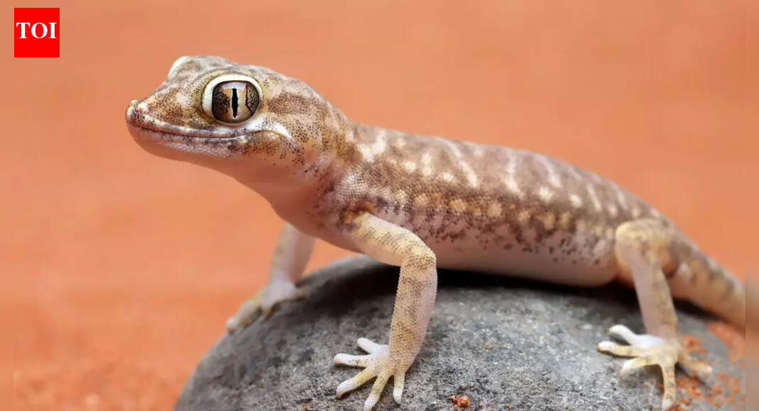Dreaming About a Lizard? Here’s What It Really Means