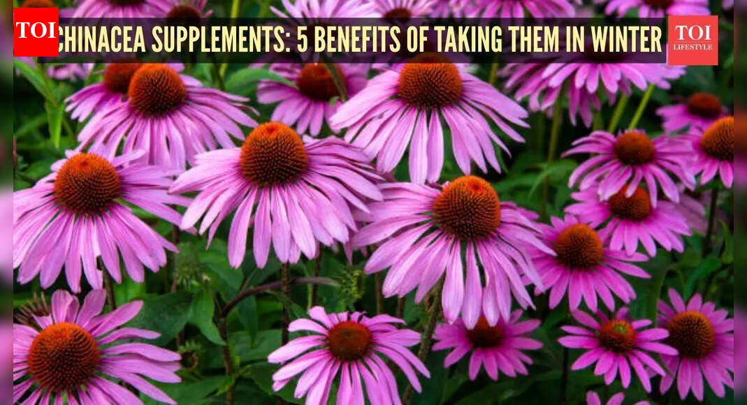 Blood sugar management to joint pain: 5 benefits of taking Echinacea supplements in the winter