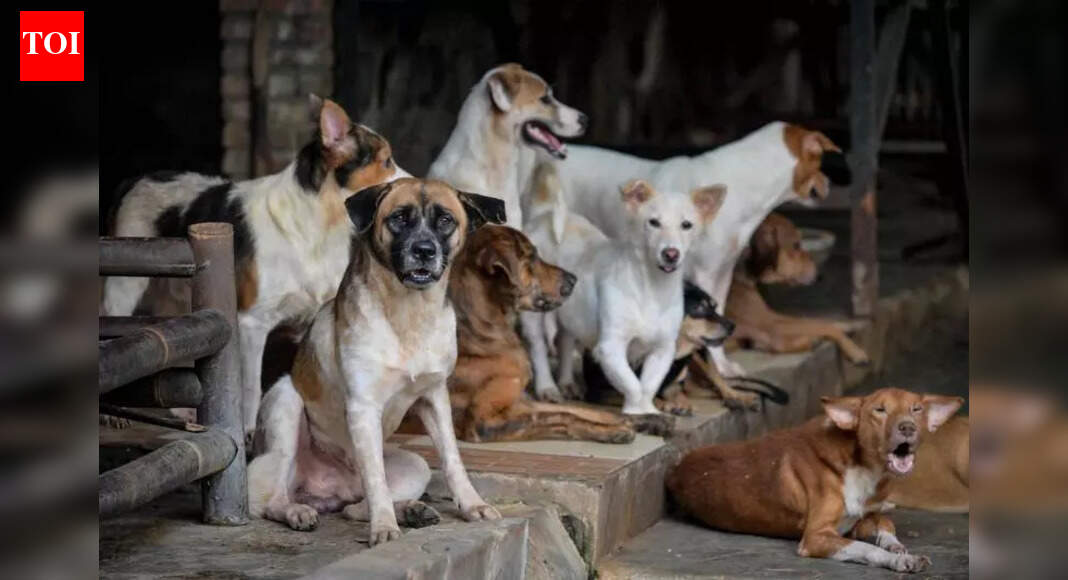 Mumbai: Animal activists challenge state orders on removal of stray dogs from sensitive areas