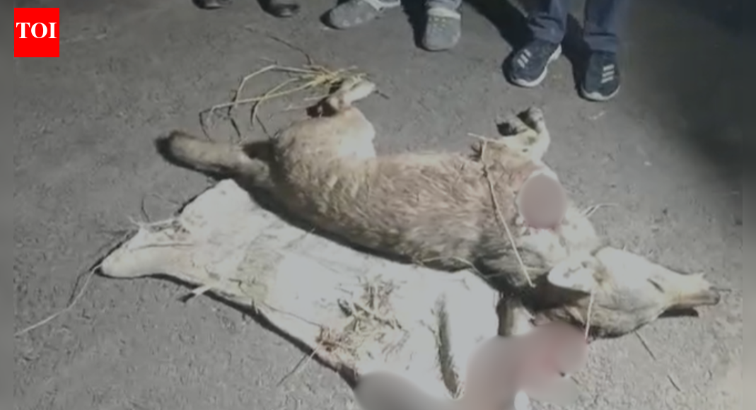 Bahraich wild animal attack: Infant snatched by wolf; forest team tracks, shoots animal