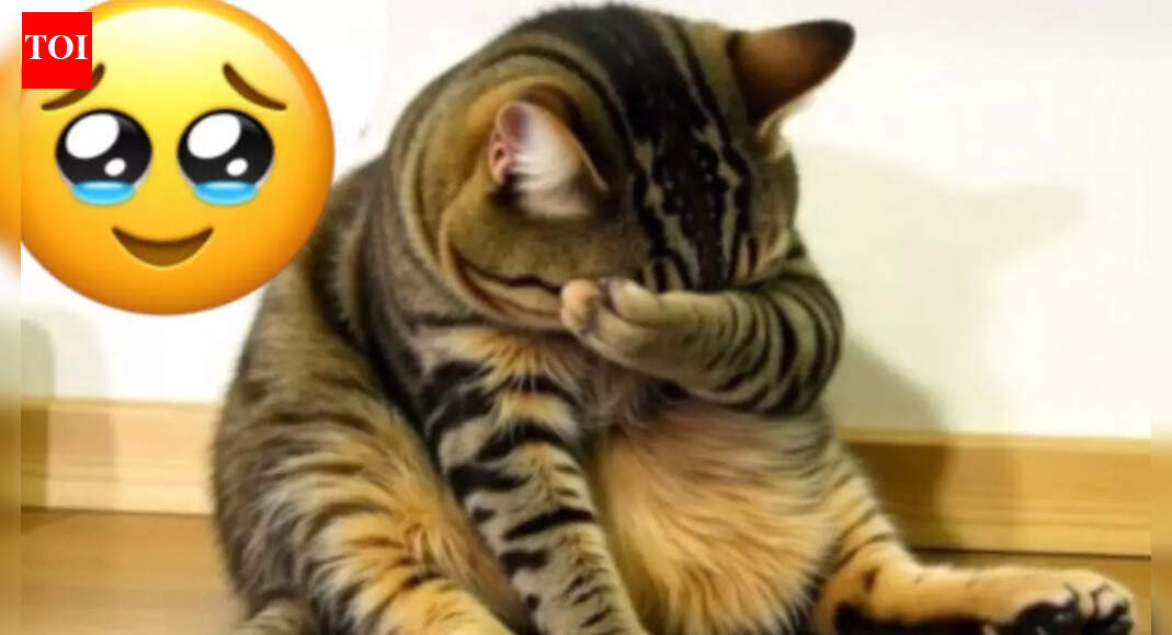 Ozempic for cats? Why vets are cautiously exploring human weight loss drugs for overweight pets